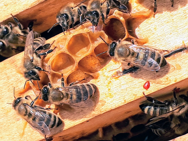 벌집과 벌