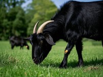 흑염소.가 풀 뜯는 모습