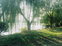 아스피린 성분 원천인 버드나무