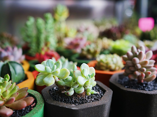 다육식물