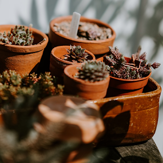 여름다육