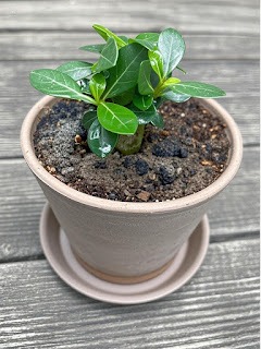 화분 흙에 곰팡이