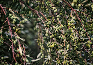 올리브 열매 올리브 열매