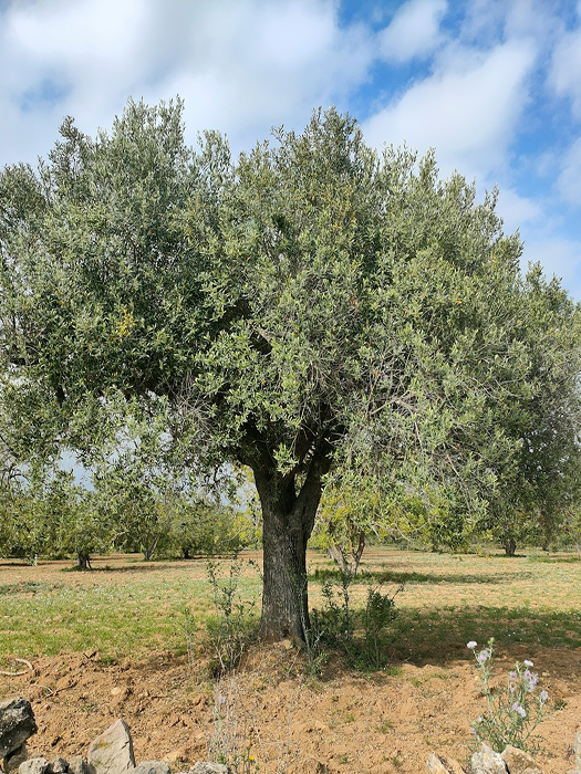 올리브 나무