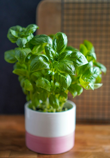 바질 화분