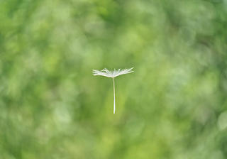 꽃가루