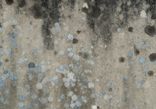 벽에 핀 곰팡이를 예쁘게 그린 그림