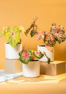 칼라디움 칼라디움