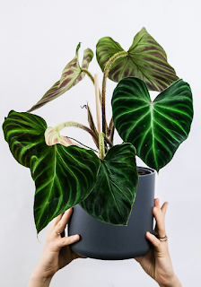 필라덴드론 필라덴드론