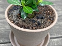 화분 흙에 곰팡이