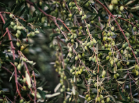 올리브 열매