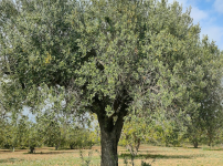 올리브 나무