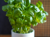 바질 화분