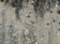 벽에 핀 곰팡이를 예쁘게 그린 그림