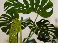 몬스테라