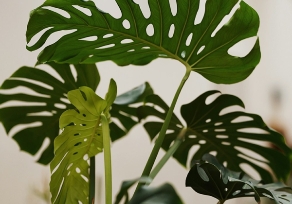 몬스테라