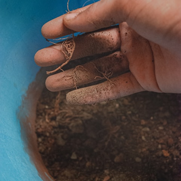 분갈이 한 흙 분갈이 한 흙