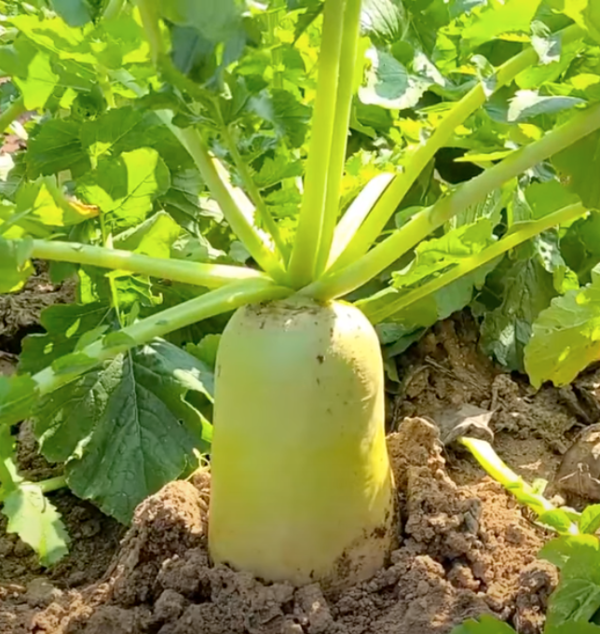 김장 무