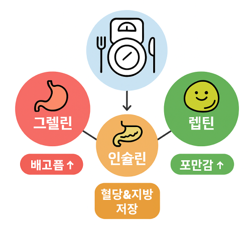 그렐린, 렙틴, 인슐린의 상관 관계