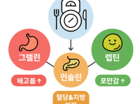 그렐린, 렙틴, 인슐린의 상관 관계