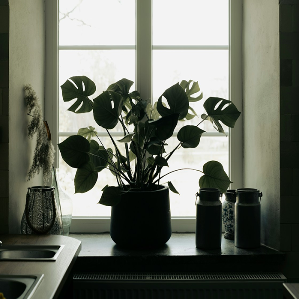 부엌에 있는 초록 식물