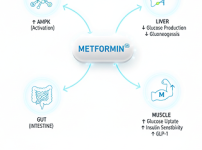 메트포르민 작용 기전