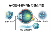 눈건강에 관여하는 영양소 역할