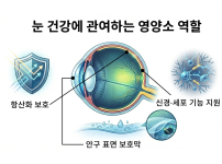 눈건강에 관여하는 영양소 역할