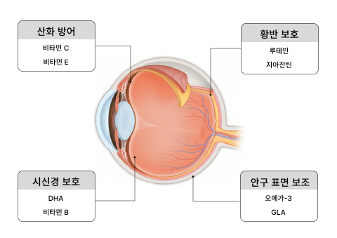 눈 건강에 필요한 복합 성분