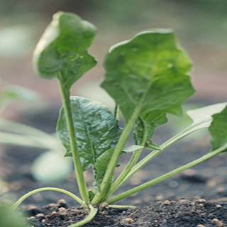 겨울시금치