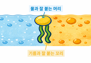 레시틴의 작용 원리