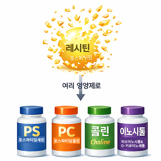 쪼개어진레시틴.png