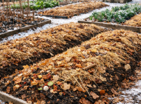 겨울에 멀칭이 되어 있는 텃밭