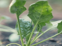 겨울시금치