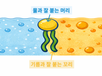 레시틴의 작용 원리