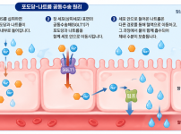 ORS 작동 원리.png